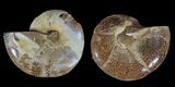 Bulk: Jurassic Cut/Polished Ammonites - Pack #52819-4